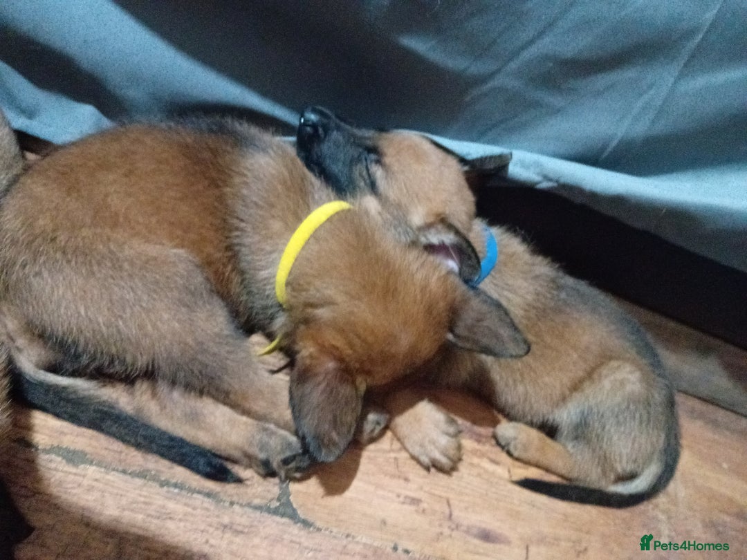 Belgian Shepherd Dog dogs for sale: Belgian malinois puppies for sale  - Image 1
