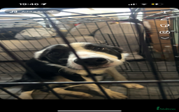 Border Collie dogs for sale: 1 year old border collie(boy) - Image 6