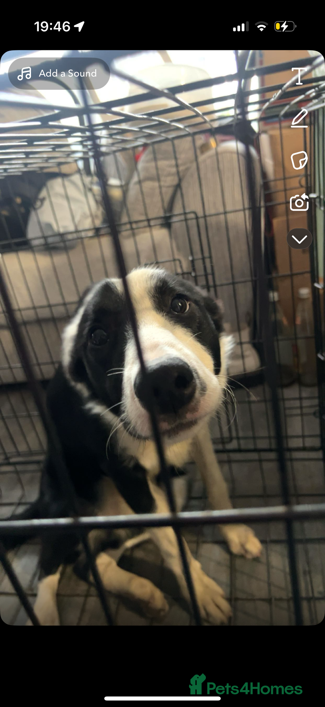 Border Collie dogs for sale: 1 year old border collie(boy) - Image 6