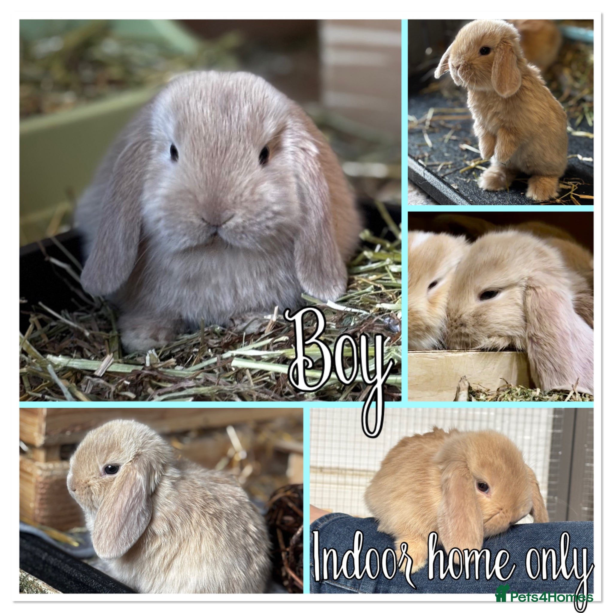 Mini Lop rabbits Mini lop babies - ready 9th/10th May - Advert 10