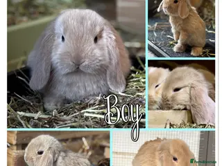 Mini Lop rabbits Mini lop babies - ready 9th/10th May - Advert 10