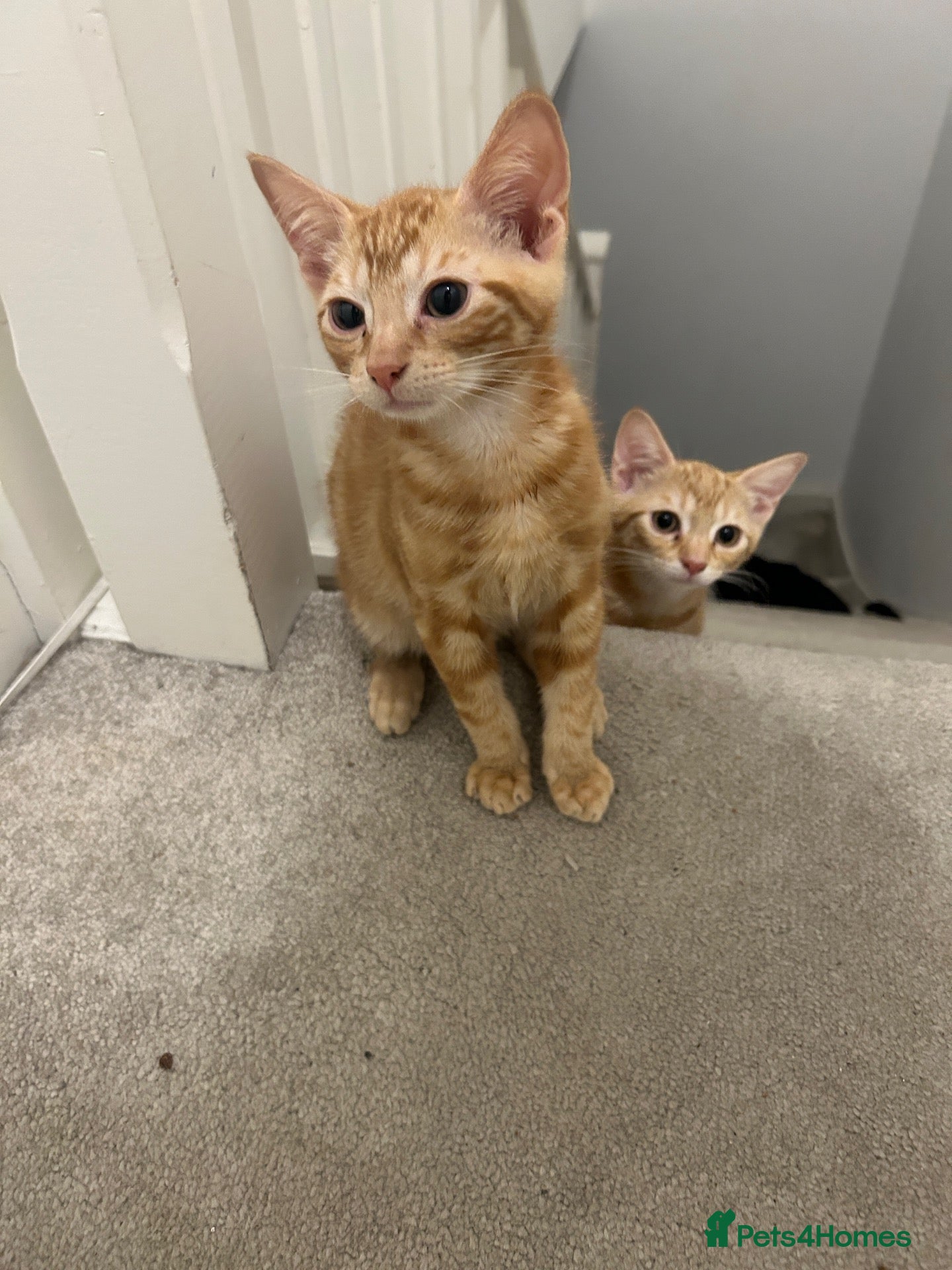 Mixed Breed cats Ready to go ASAP  - Advert 5