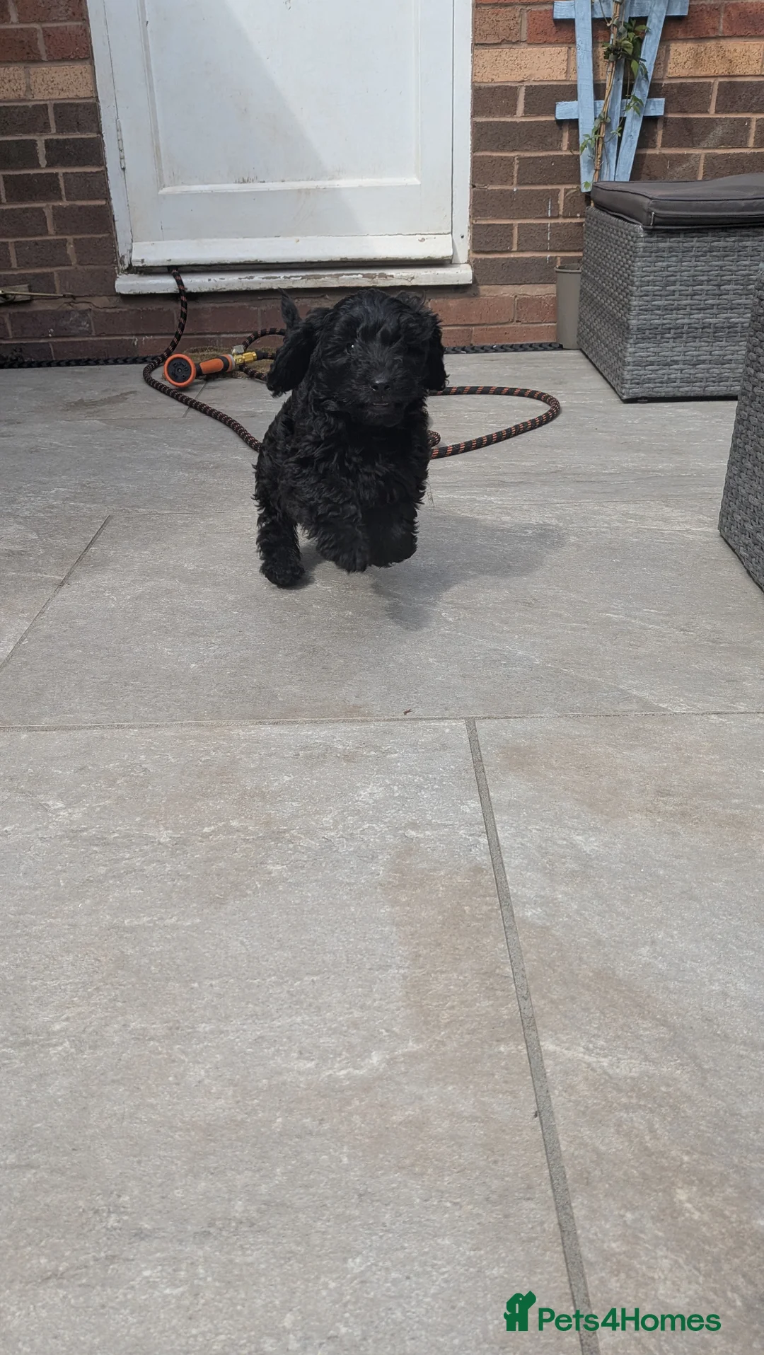 Cockapoo dogs for sale: Stunning Toy Cockapoo Puppies - Advert 2