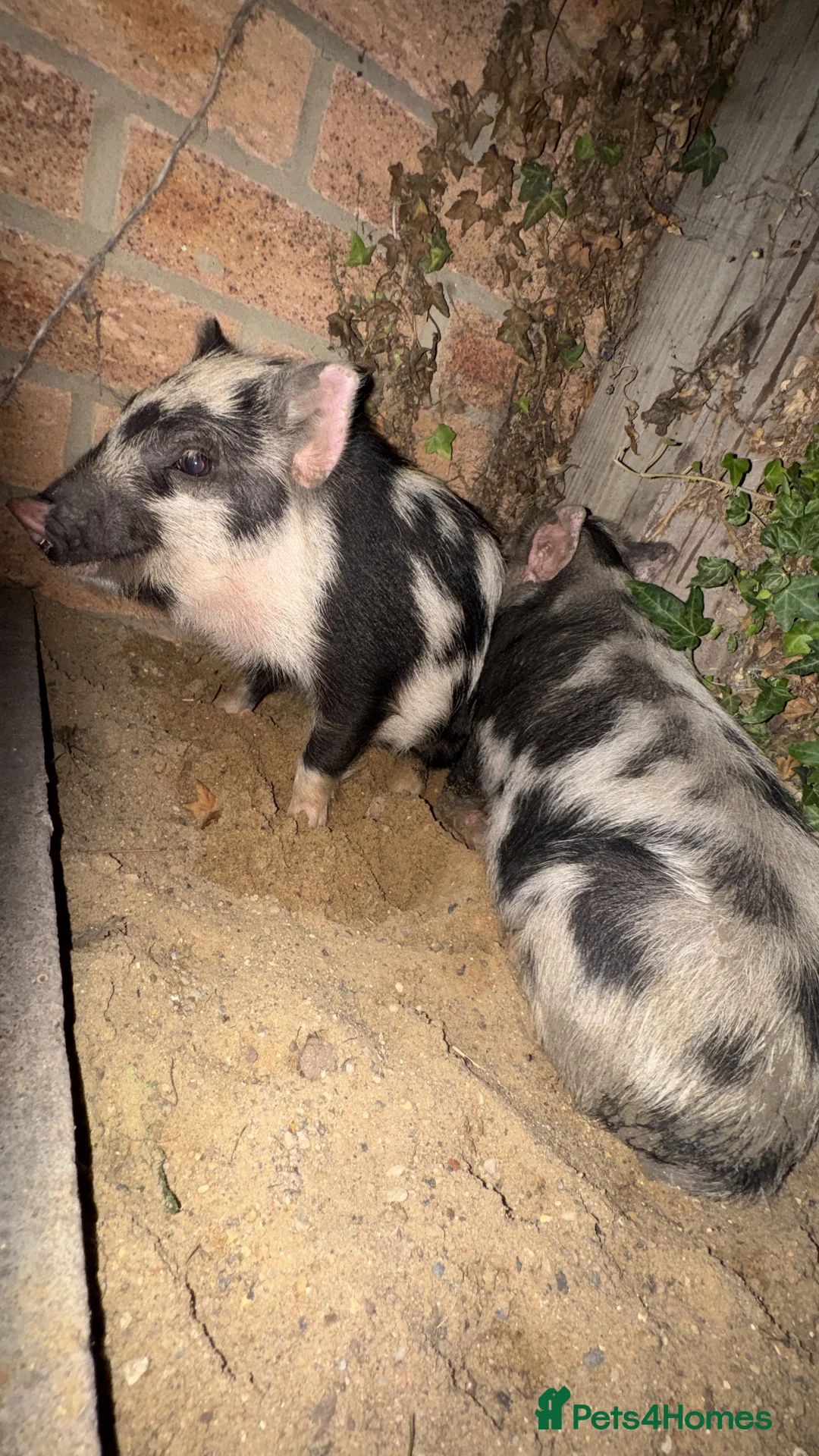 Pig livestock for sale: Gloucestershire spot pige  in Bury Saint Edmunds - Advert 3