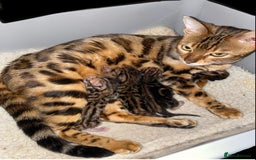Bengal cats for sale: Top quality pure Marble Bengal kitten available  in Watford - Image 5
