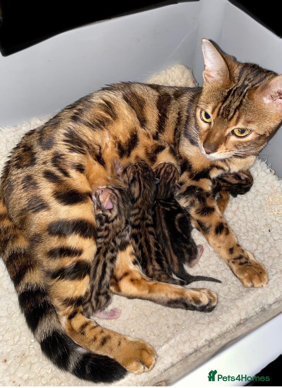 Bengal cats for sale: Top quality pure Marble Bengal kitten available  in Watford - Image 5