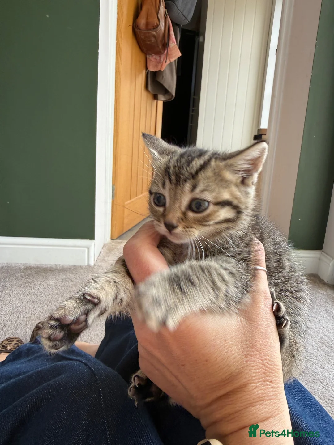 Mixed Breed cats for sale: 6 mixed breed kittens available  - Advert 2