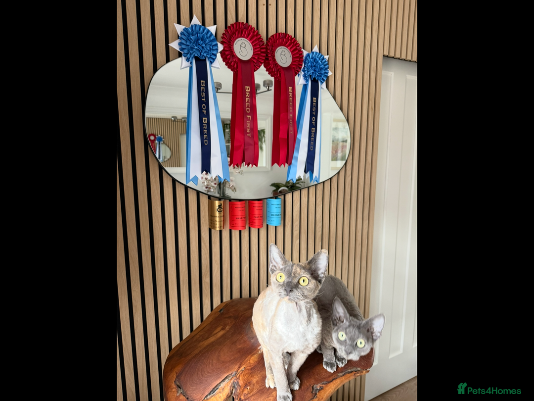Devon Rex cats for sale: Devon Rex Kittens  - Image 25