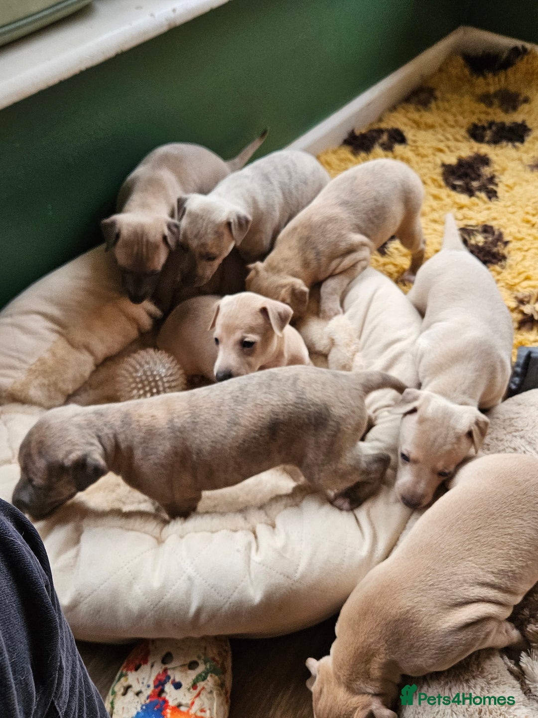 Whippet dogs for sale: ✨🐾 Gorgeous KC Registered Whippet puppies  🐾✨  - Advert 5