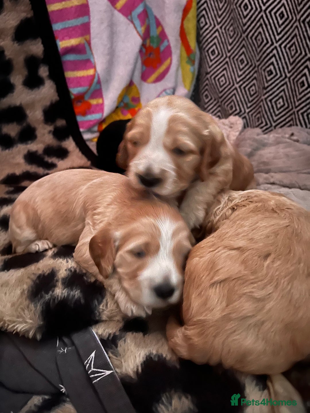 Cockapoo dogs for sale: Cocker spaniel/Cockapoo Pups - Advert 15