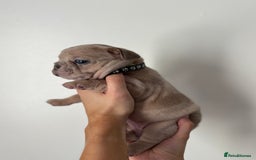 French Bulldog dogs for sale: French bulldog pedigree litter - Image 15