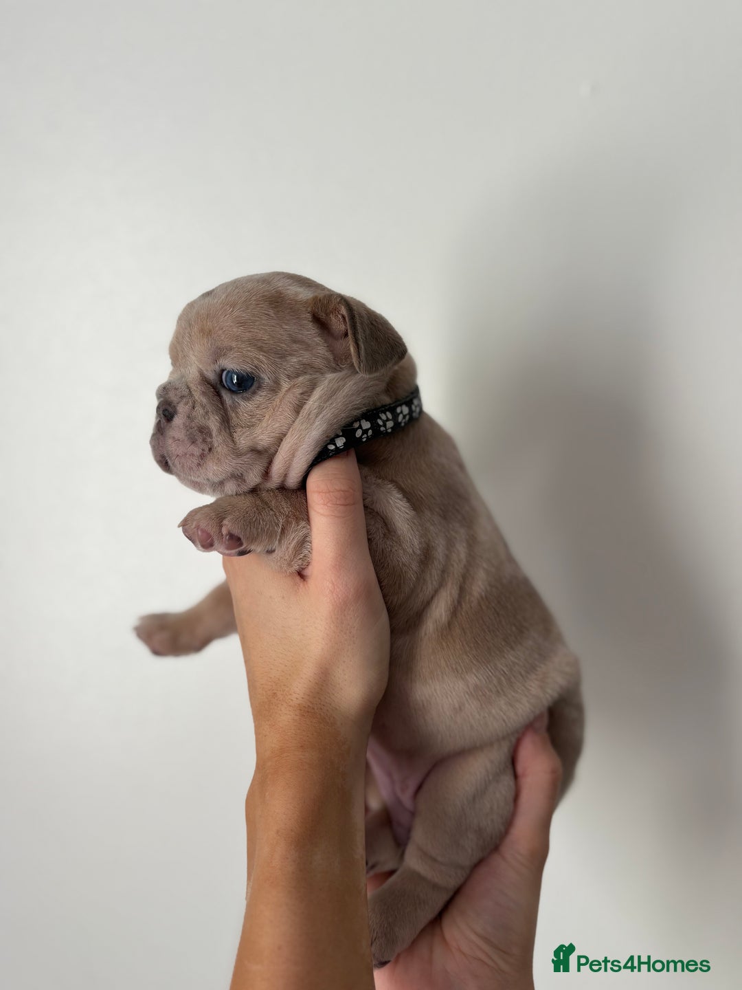 French Bulldog dogs for sale: French bulldog pedigree litter - Image 15