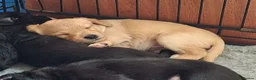 Labradoodle dogs for sale: Mini labradoodles F1 - Advert 1