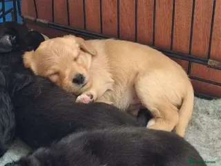 Labradoodle dogs Mini labradoodles F1 - Advert 1