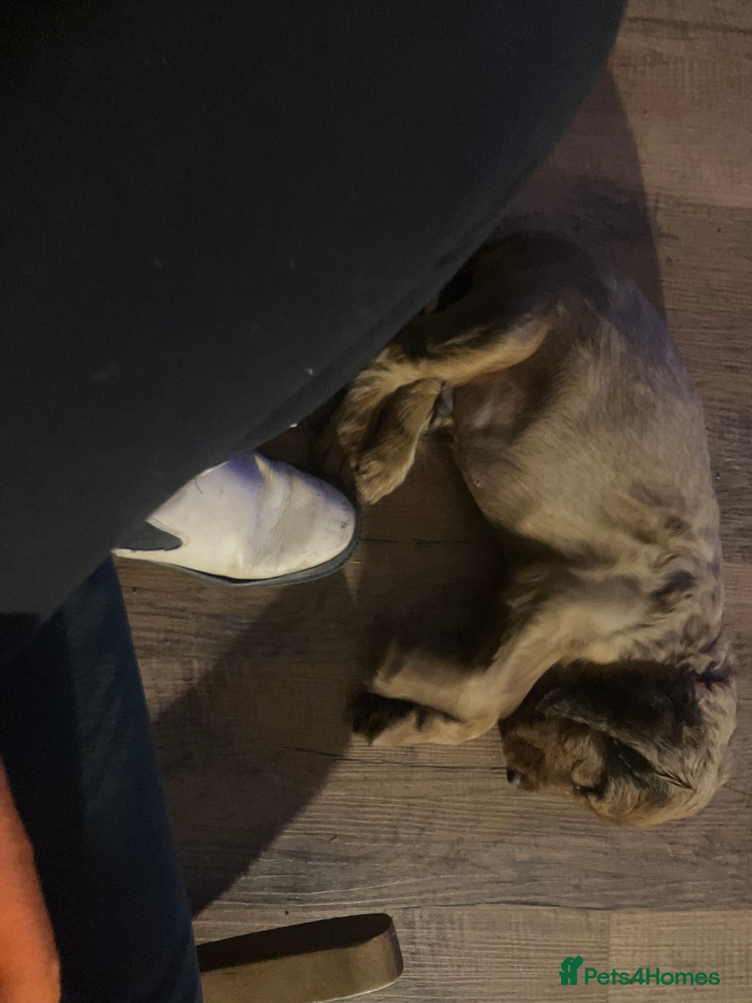 Mixed Breed dogs for sale: Beautiful setter pups Gordon/Irish  - Image 10
