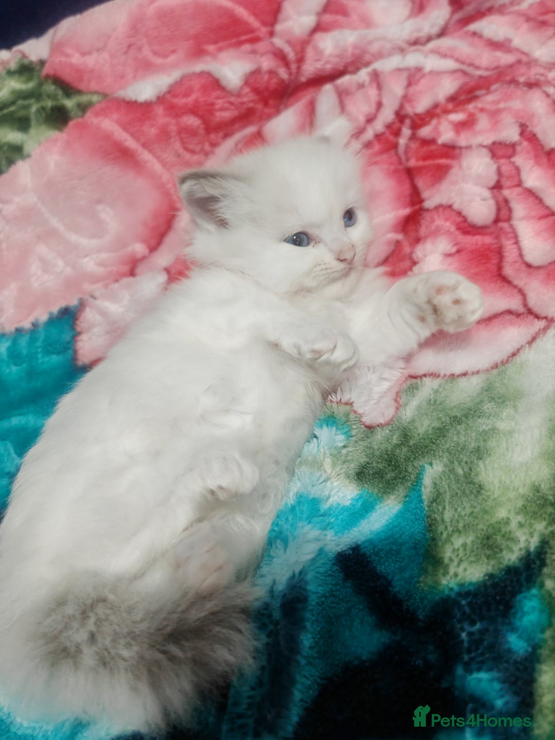 Ragdoll cats for sale: Beauty fluffy ragdoll kittens  - Advert 11