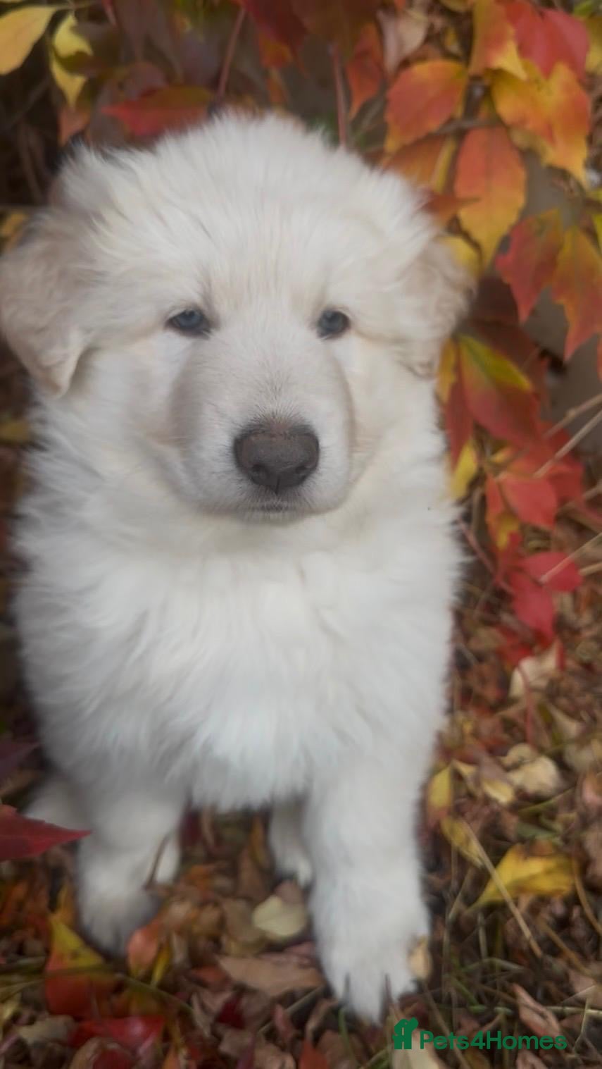 German Shepherd dogs for sale: Rare colour German shepherd puppies 🤩 - Advert 17