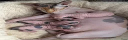 Sphynx cats for sale: sphynx kittens for reservations  - Advert 9