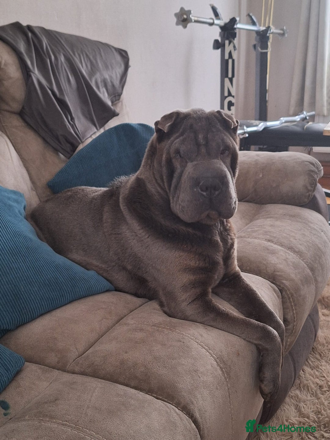 Shar Pei dogs for sale: 5 year old female shar pei - Advert 2