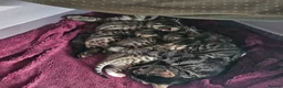 Mixed Breed cats for sale: Bengal and Russian Blue mixed kittens - Advert 19
