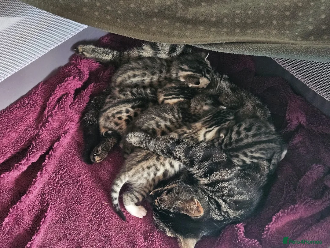 Mixed Breed cats for sale: Bengal and Russian Blue mixed kittens - Advert 19