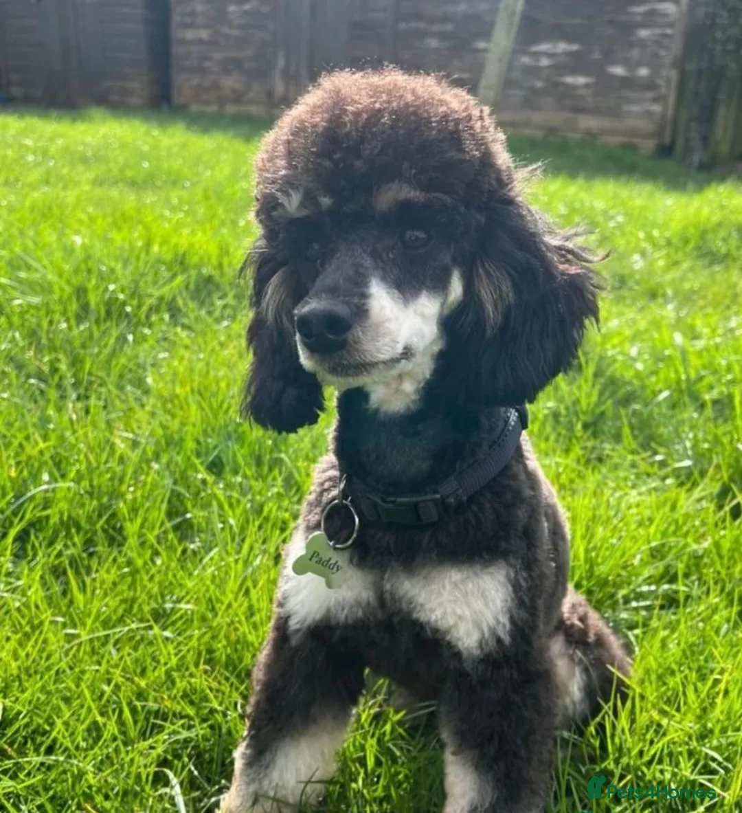 Cockapoo dogs for sale: *✨Outstanding Merle teddy cockapoos*✨ dont miss! in Birmingham - Advert 5