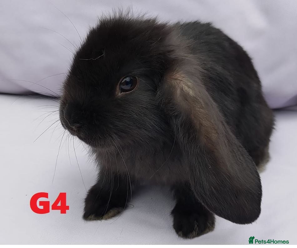 Mixed Breed rabbits Cute & Loving French x Mini Lop Ready!!! - Advert 2