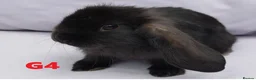 Mixed Breed rabbits for sale: Cute & Loving French x Mini Lop Ready!!! - Advert 7