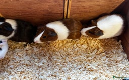 Guinea Pig rodents for sale: Dutch Sows/girls - Image 6