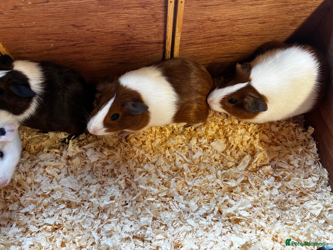 Guinea Pig rodents for sale: Dutch Sows/girls - Image 6