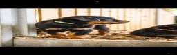 Rottweiler dogs for sale: 🐾 KC Registered Rottweiler Puppies for sale in Huddersfield - Advert 18