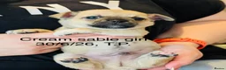 Chihuahua dogs for sale: Beautiful Pedigree Chihuahua Puppies,2 Boys2 Girls - Advert 4