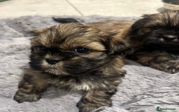 Shih Tzu dogs for sale: Beautiful Shih Tzu puppies - Image 15