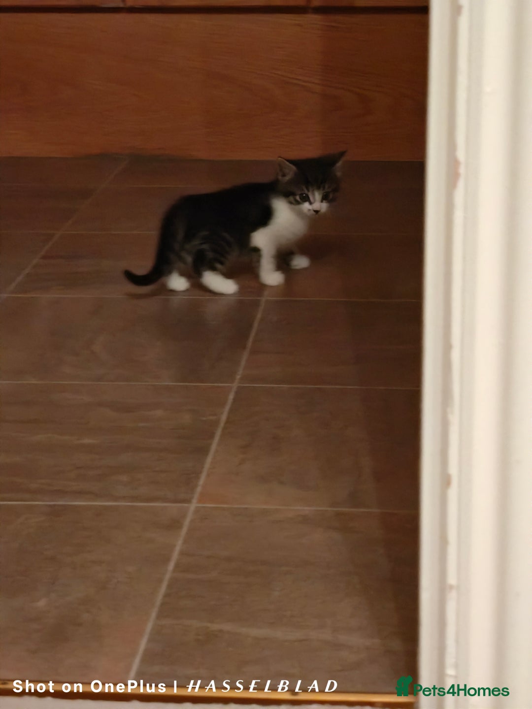 Turkish Angora cats for sale: REDUCED!!! Turkish Angora kittens for sale - Image 15