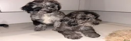 Cockapoo dogs for sale: Merle Cockapoo Pups - Ready Now - Advert 8