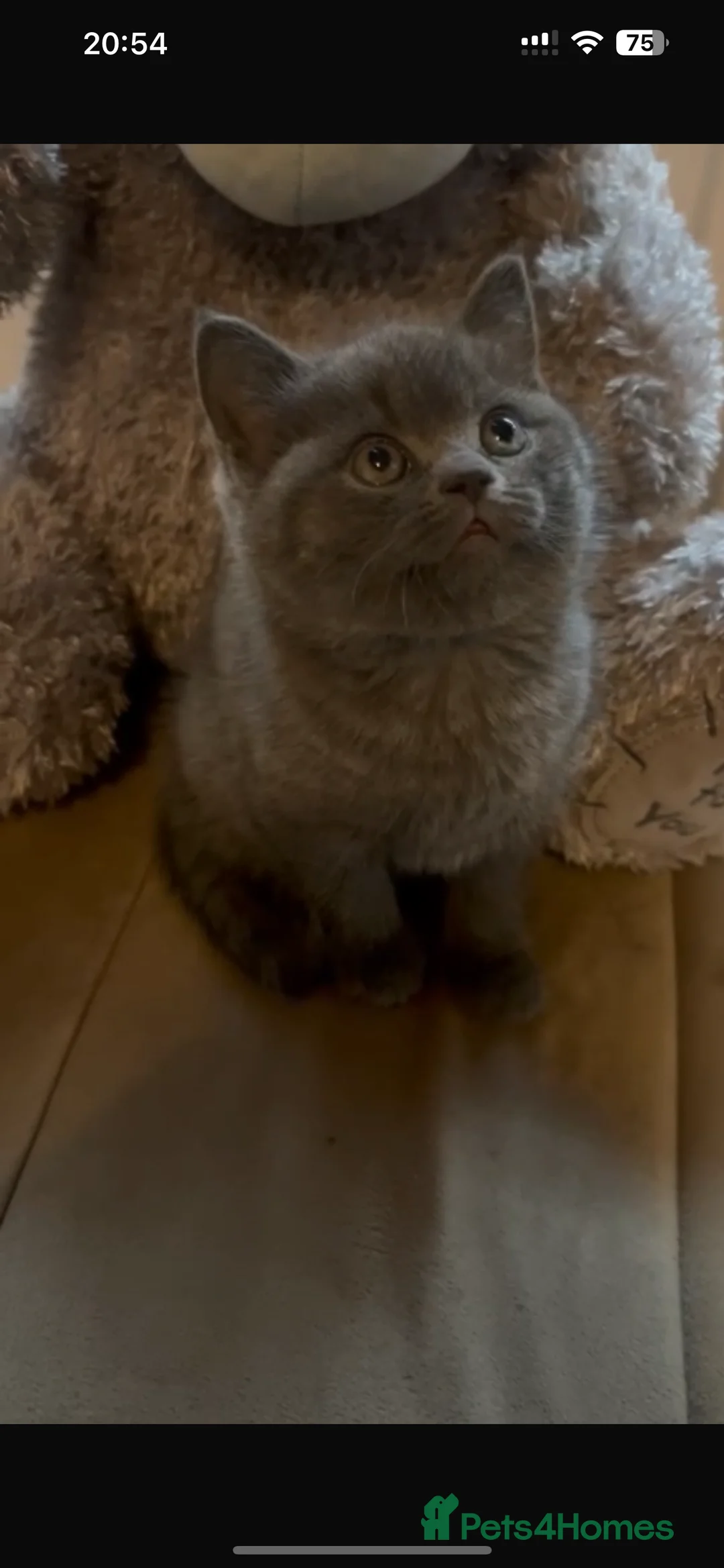 Scottish Fold cats for stud: FOLD AVAILABLE FOR STUD MANCHESTER THIS WEEK  in Salford - Advert 15