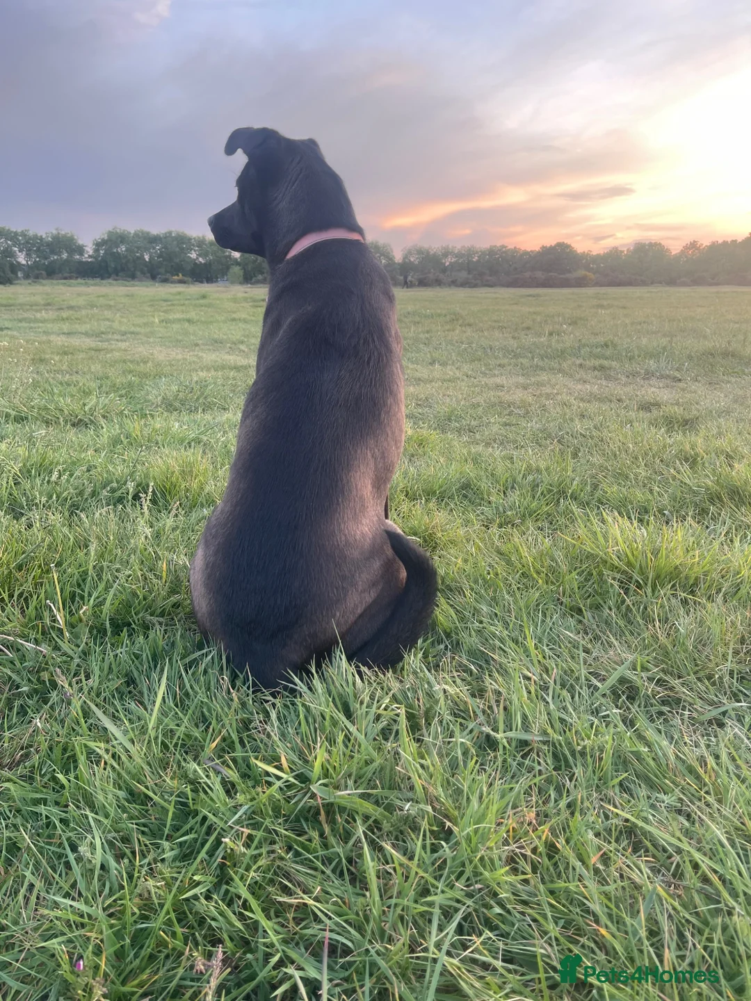 Mixed Breed dogs for sale: 9-month-old female dog looking for forever home  - Advert 2