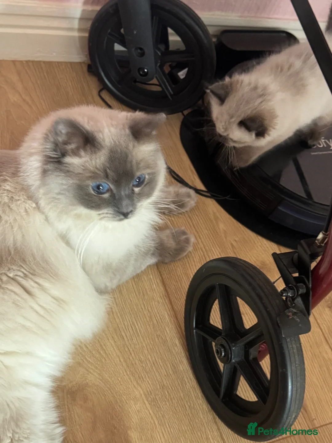 Ragdoll cats for sale: Ragdoll kittens - Advert 20