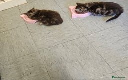 Ragdoll cats for sale: Fluffy Ragdoll X kittens  - Image 5