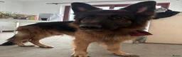 German Shepherd dogs for sale: German Shepherd Dog Looking for a Loving New Home in Launceston - Advert 1