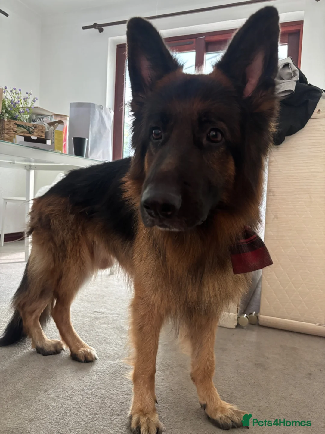 German Shepherd dogs for sale: German Shepherd Dog Looking for a Loving New Home in Launceston - Advert 1