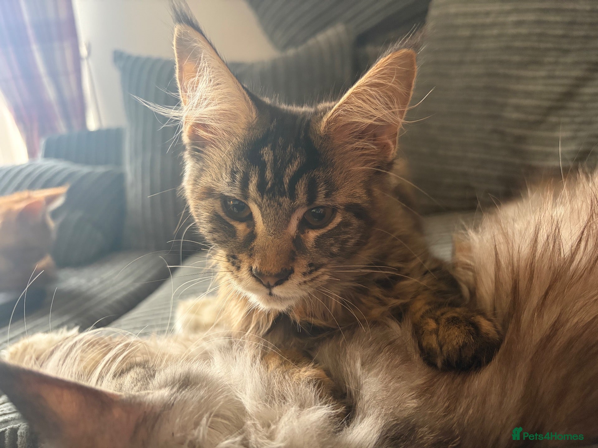 Maine Coon cats GCCF Registered Maine Coon kittens ❤️ - Advert 2