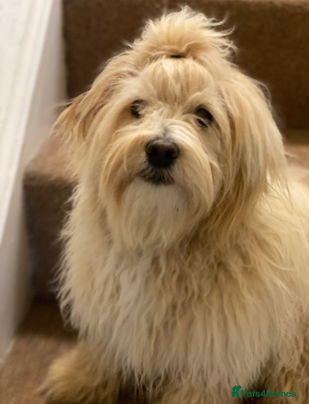 Maltipoo dogs for sale: Gorgeous maltipoo puppies 🐩 - Advert 9