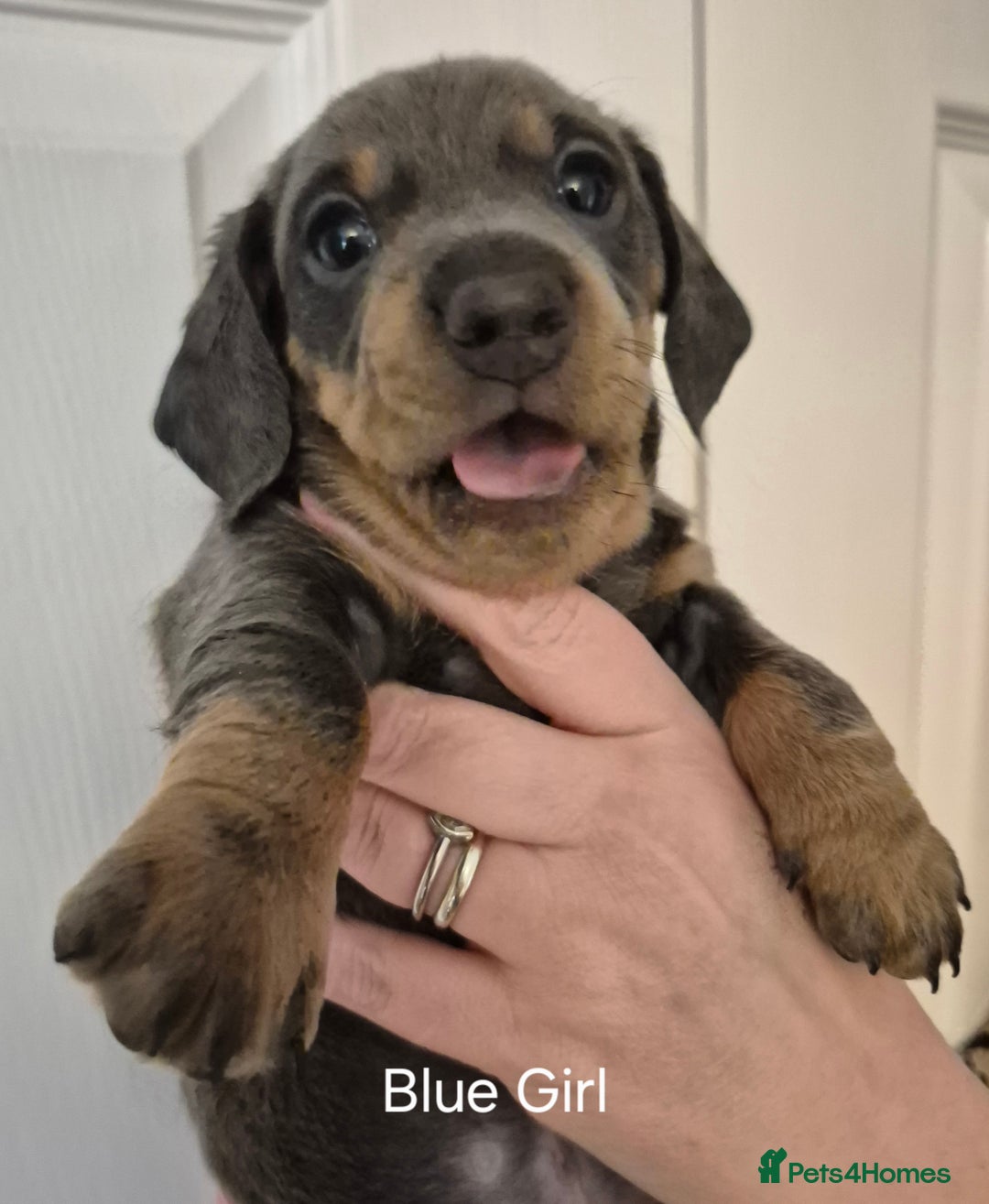 Dachshund dogs for sale: Dachshund Puppies looking for forever homes - Image 13