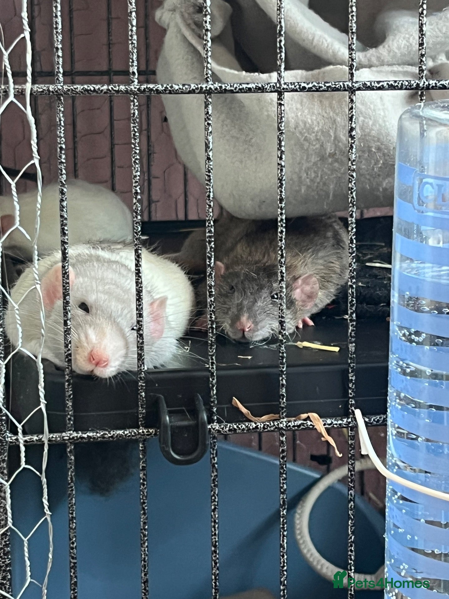 Rat rodents 4 male rats with complete set up  - Advert 1