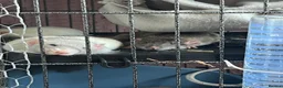 Rat rodents for sale: 4 male rats with complete set up  - Advert 1