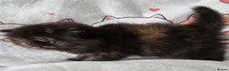 Persian cats for sale: Persian Kittens - Advert 7