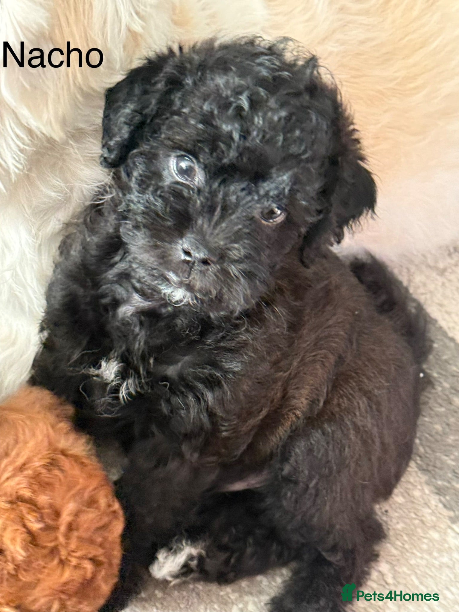 Maltipoo dogs Outstanding Malshipoo puppies. - Advert 2