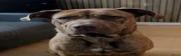 Mixed Breed dogs for sale: Mastiff mix  in Ashington - Advert 3