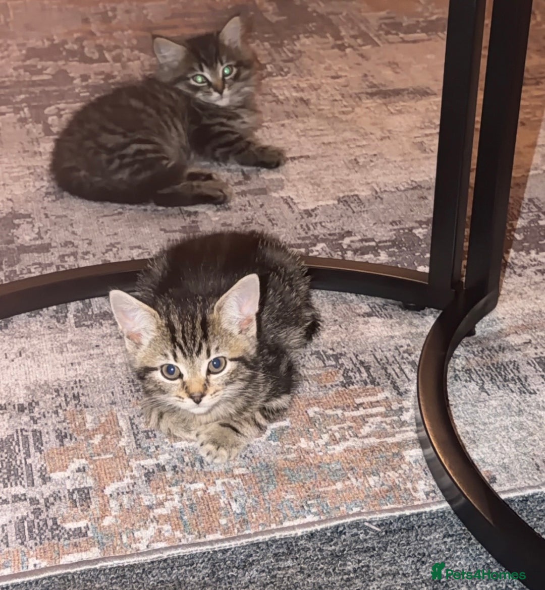 Mixed Breed cats for sale: Two gorgeous tabby sibling kittens  - Advert 6